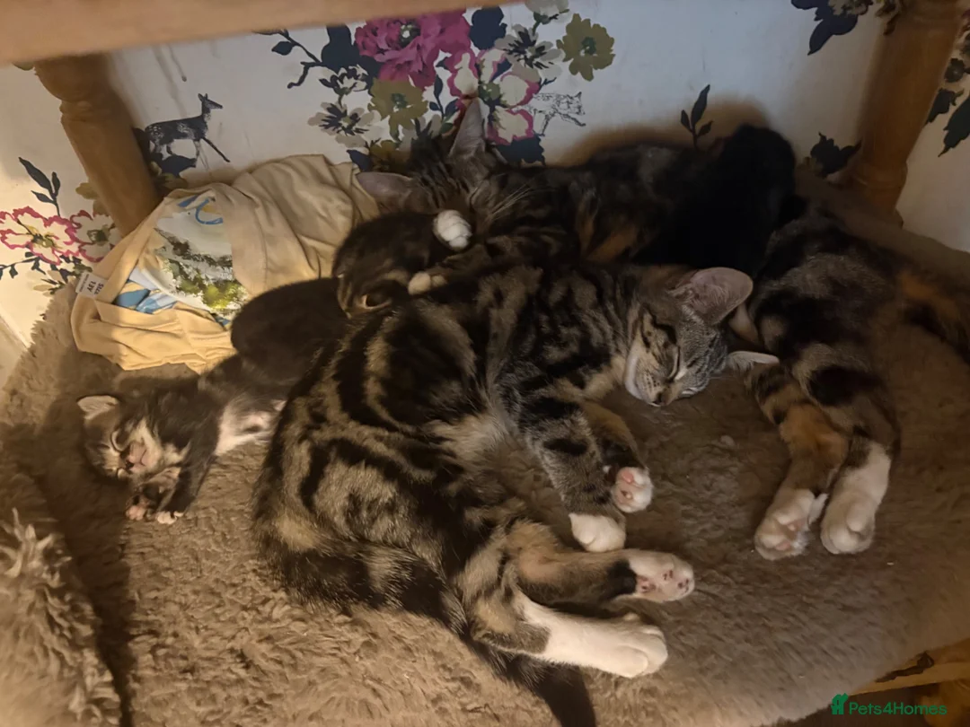 Mixed Breed cats for sale: 6 lovely kittens looking for new homes  in Bridgnorth - Advert 2