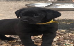 Labrador Retriever dogs for sale: Beautiful labrador - last girl (yellow collar) - Image 18
