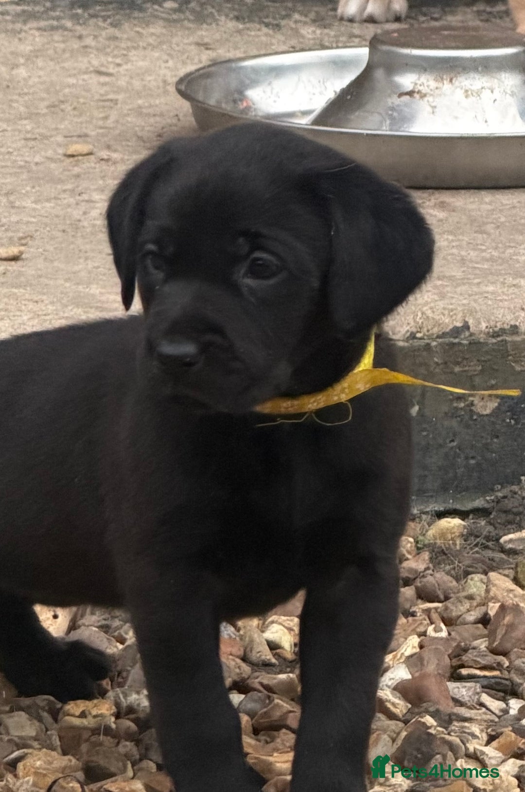 Labrador Retriever dogs for sale: Beautiful labrador - last girl (yellow collar) - Image 18