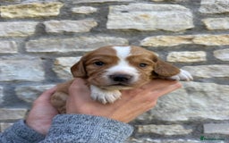 Cocker Spaniel dogs for sale: Stunning Working Cocker Spaniel Puppies - Image 7