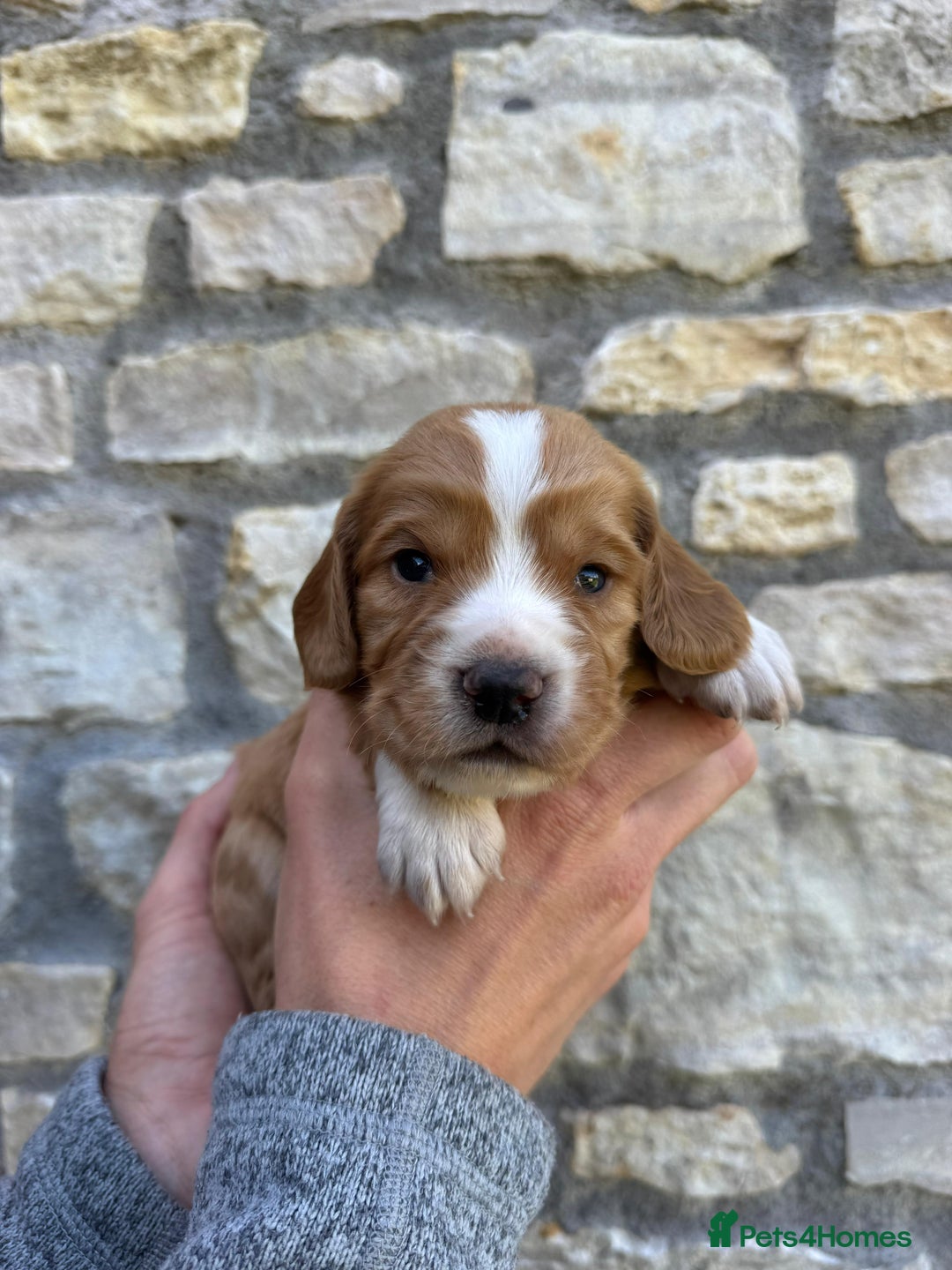 Cocker Spaniel dogs for sale: Stunning Working Cocker Spaniel Puppies - Image 7