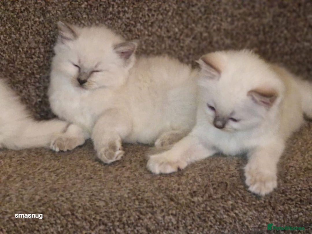 Ragdoll cats for sale: Beautiful kittens  - Image 6