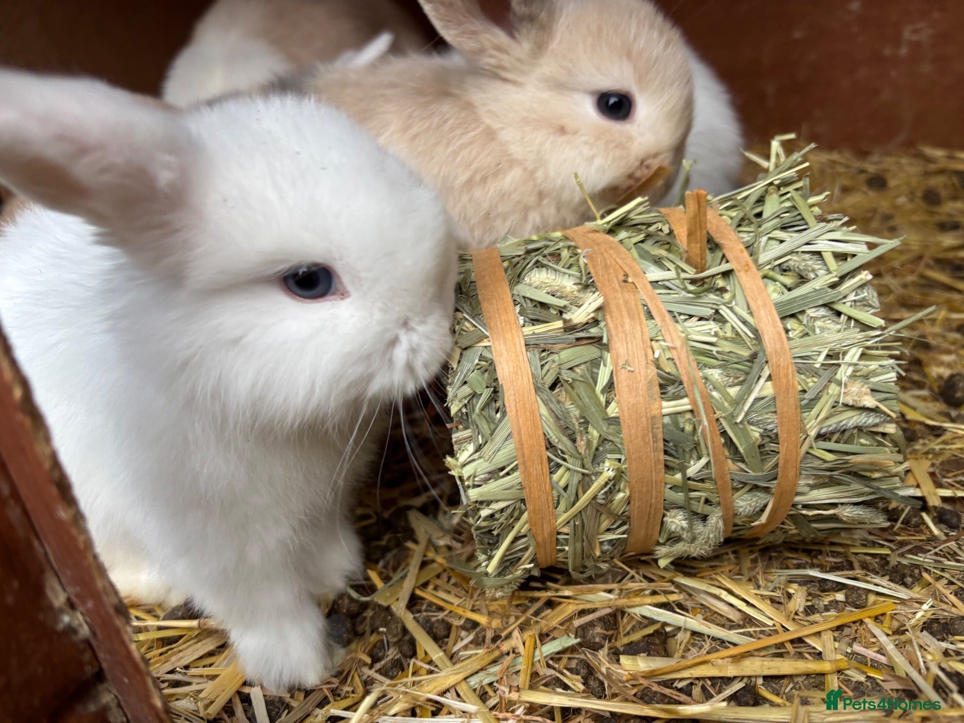 Mini Lop rabbits Mixed litter of beautiful Mini Lops  - Advert 8