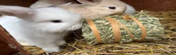 Mini Lop rabbits for sale: Mixed litter of beautiful Mini Lops  - Advert 1