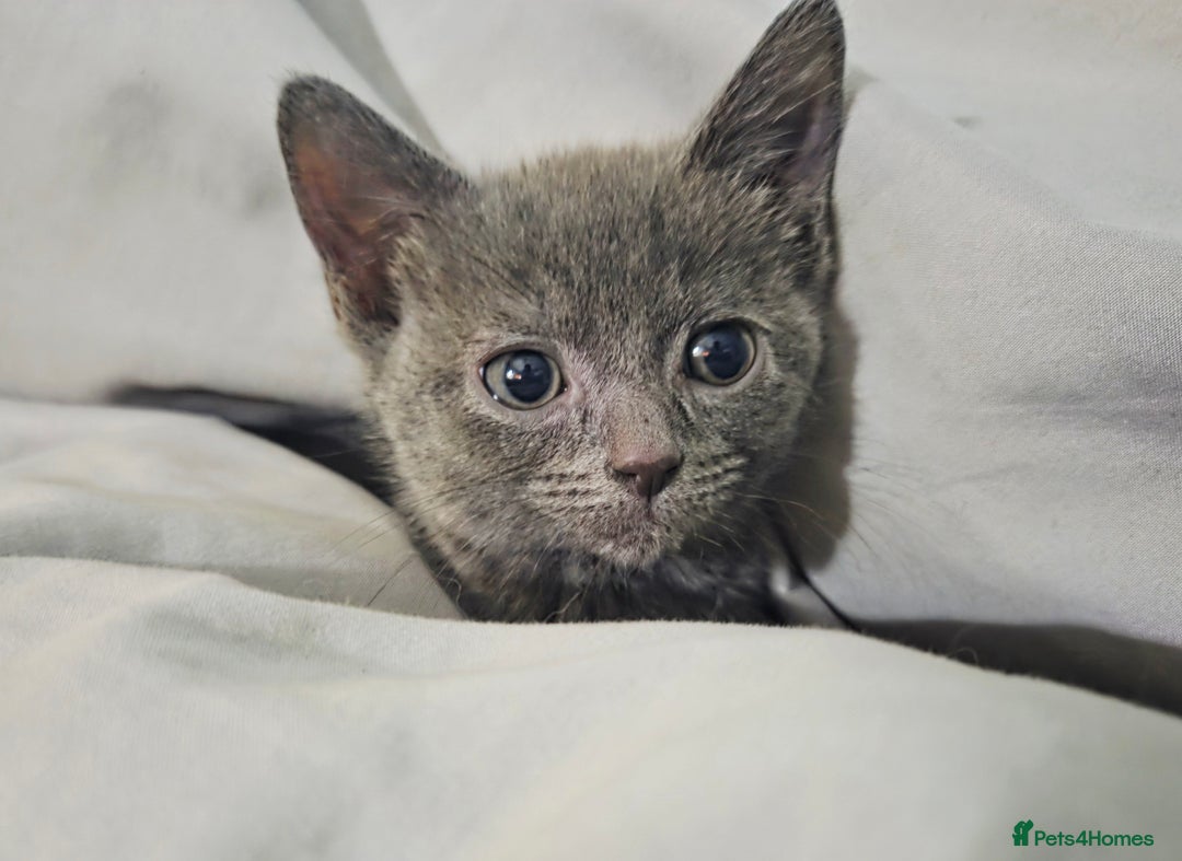 Mixed Breed cats for sale:  **  Beautiful  **  Kittens  **  - Advert 8