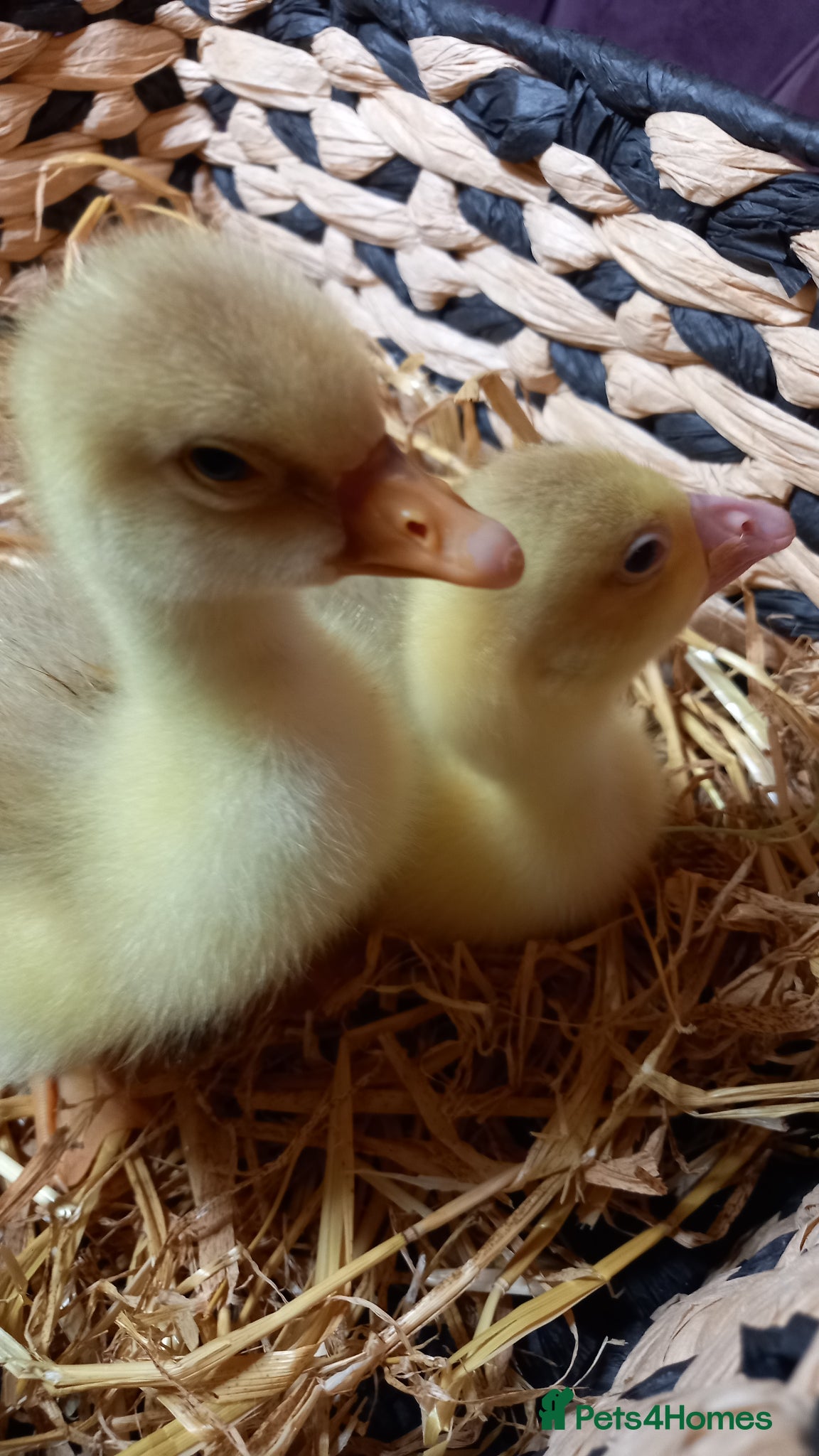 Geese poultry Goslings for Sale - Advert 1