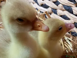 Geese poultry Goslings for Sale - Advert 2