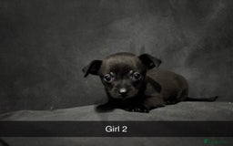 Chorkie dogs for sale: For sale  - Advert 9