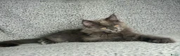 Maine Coon cats for sale: GCCF Maine Coon Kittens.  - Advert 23