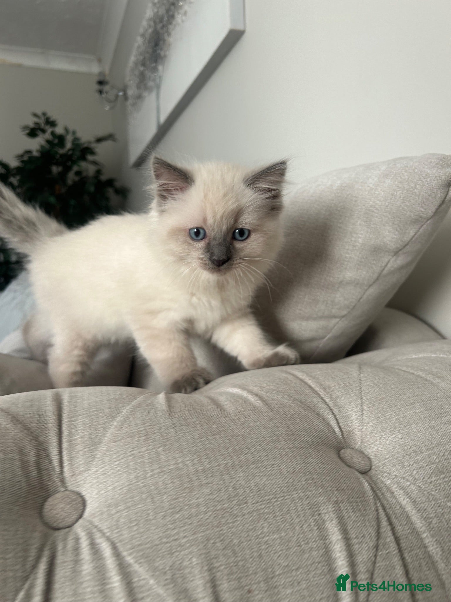 Ragdoll cats Pure ragdoll kittens - Advert 12
