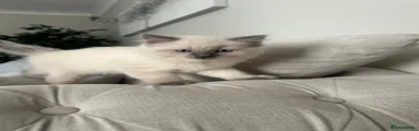 Ragdoll 1