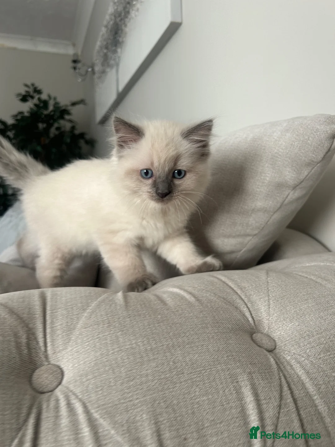 Ragdoll cats for sale: Pure ragdoll kittens - Advert 1