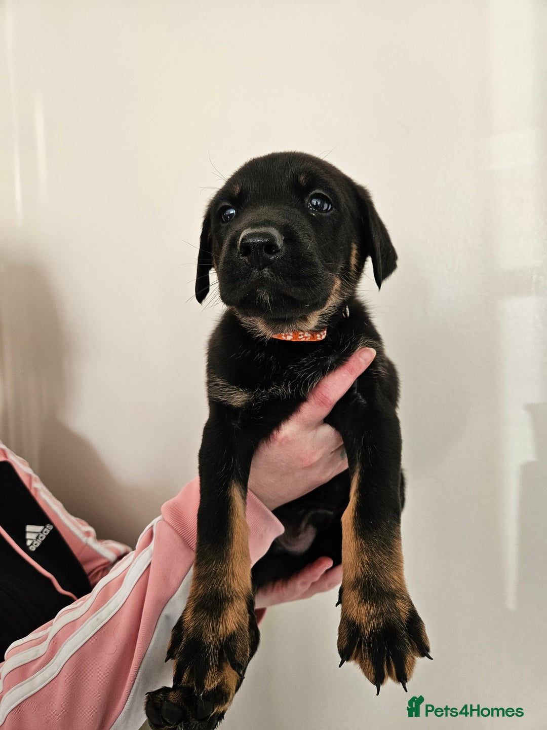 Mixed Breed dogs for sale: Beautiful black German shepherd x doberman  - Advert 20