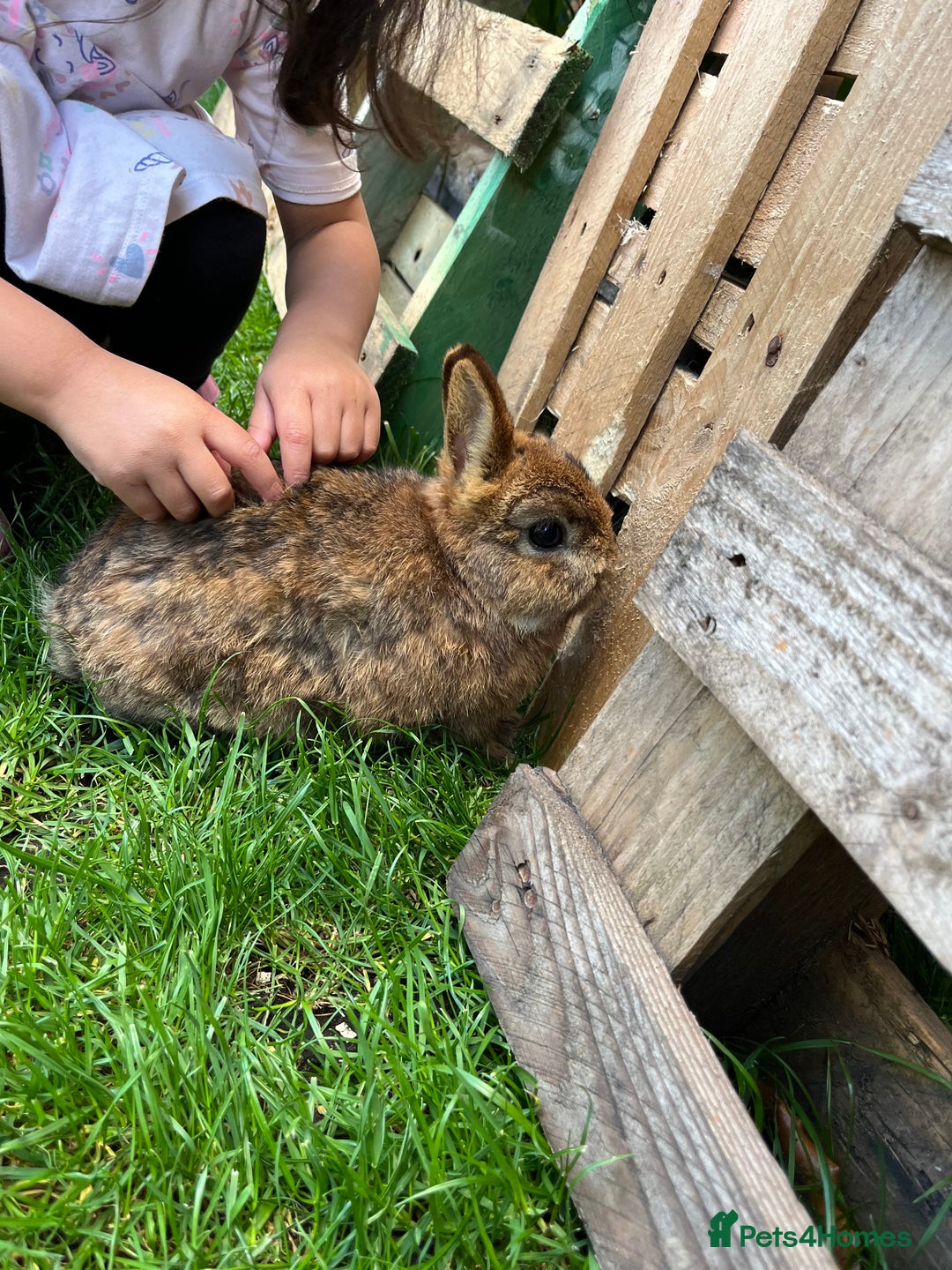 Netherland Dwarf rabbits for sale: Netherland dwarf rabbit  - Image 8