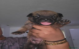 Mixed Breed dogs for sale: Beautiful Ridgeback Staffy x Rottweiler Puppies - Image 1
