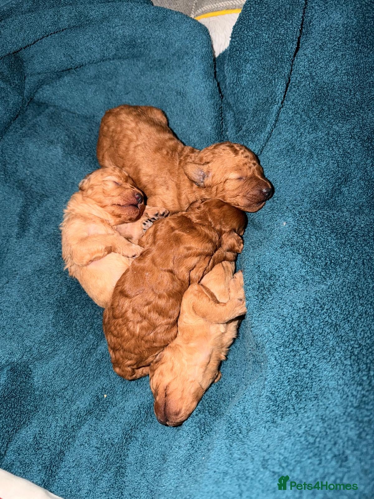 Toy Poodle dogs Toy poodles Maggies puppies  - Advert 3