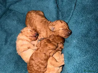Toy Poodle dogs Toy poodles Maggies puppies - Advert 3