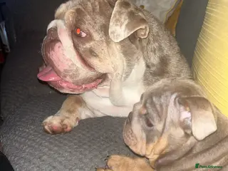 English Bulldog dogs I have a miniature merle bull dog 3 years old - Advert 1