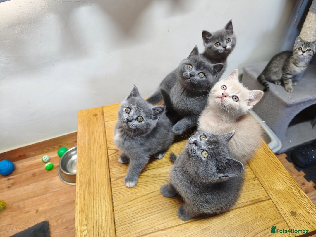 British Shorthair cats for sale: British Shorthair Kittens Imported Parents  - Advert 25