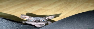 Sphynx 1