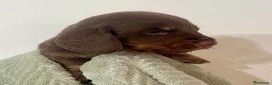 Miniature Dachshund 2