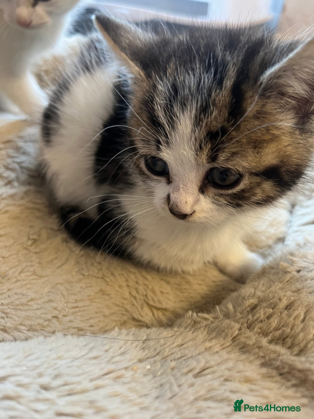 Mixed Breed cats for sale: 🐾 8 week old Beautiful girl Kitten - Advert 4