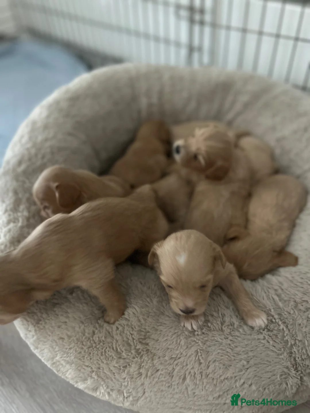 Maltipoo dogs for sale: Easy dog in Leigh-on-Sea - Advert 2