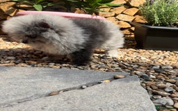 Pomeranian dogs for sale: ‼️💙QUALITY TEDDY BEAR MEARLE POMERANIAN💙 ‼️ - Image 15