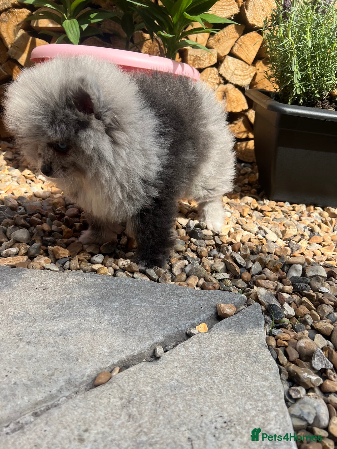 Pomeranian dogs for sale: ‼️💙QUALITY TEDDY BEAR MEARLE POMERANIAN💙 ‼️ - Image 15