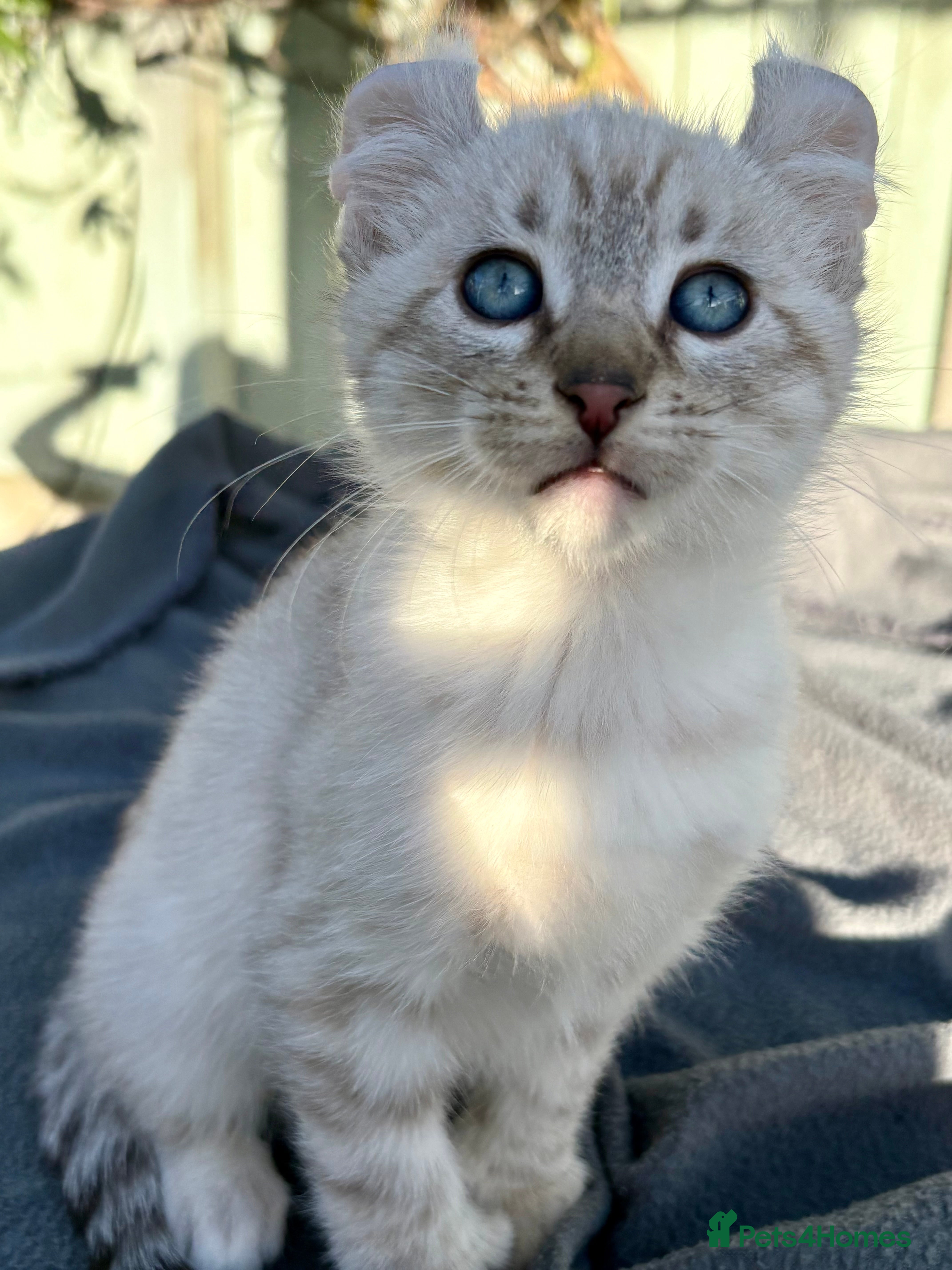 Keetso cats for sale: Awesome litter of polydactyl snow leopard Keetsos  - Advert 2