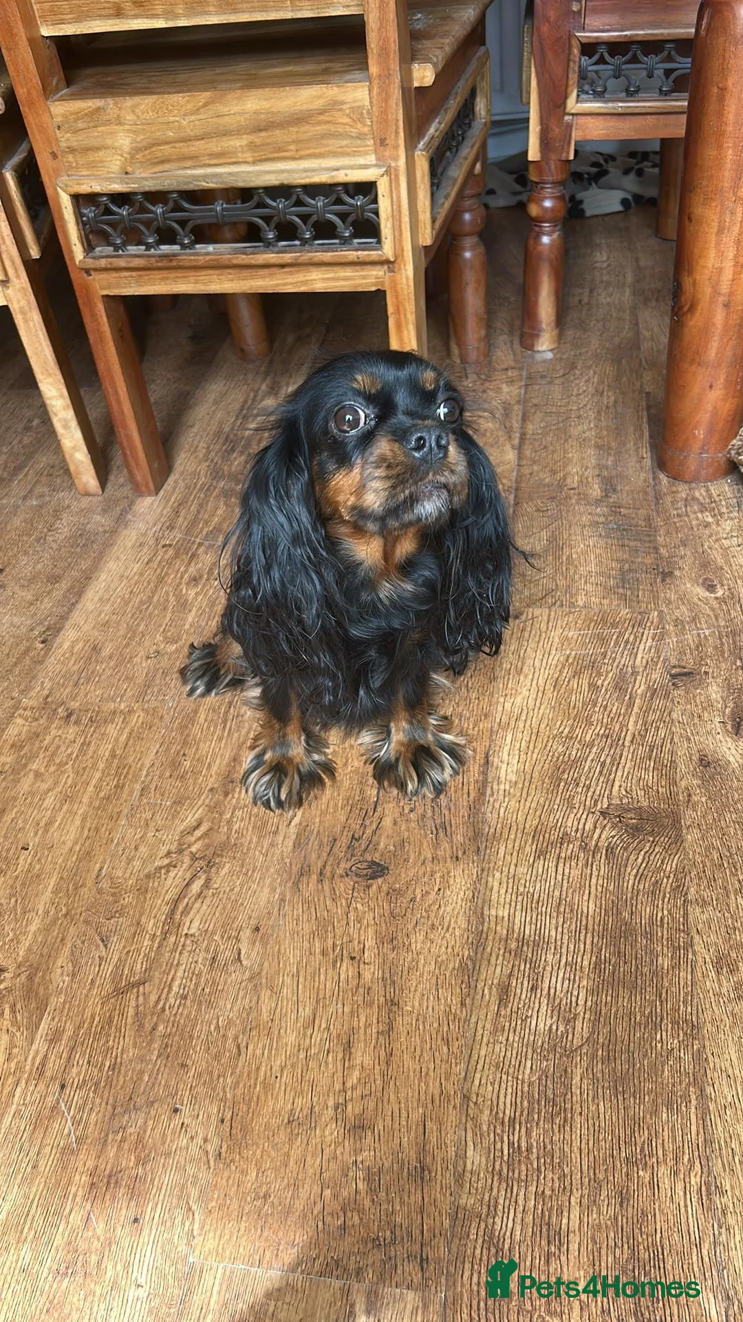 Cavapoo dogs for sale: Adorable girl Toy Cavpoo puppies 🐾 - Advert 1