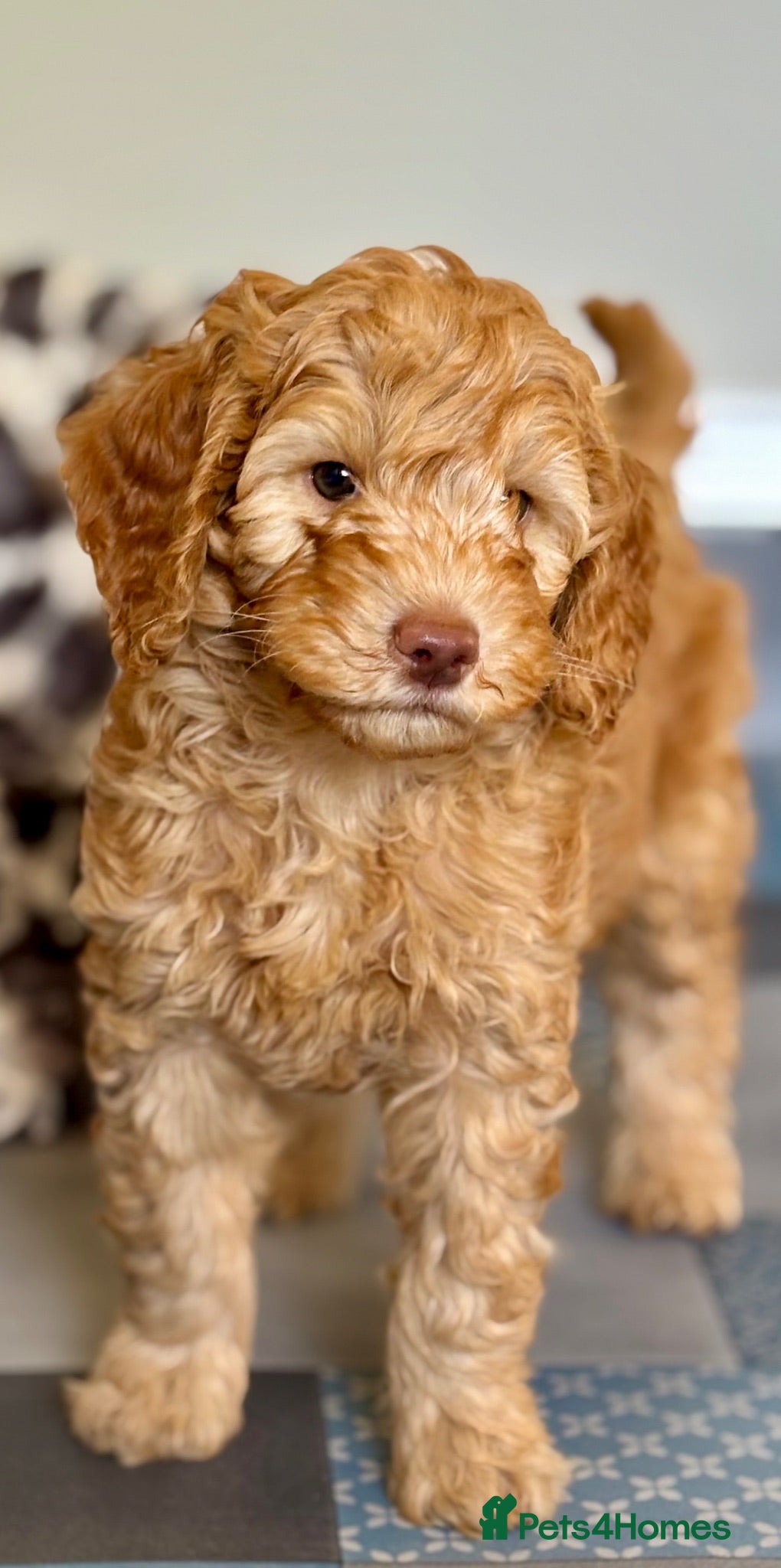 Australian Labradoodle dogs Extensive Health Tests! True Australian Lines! - Advert 2