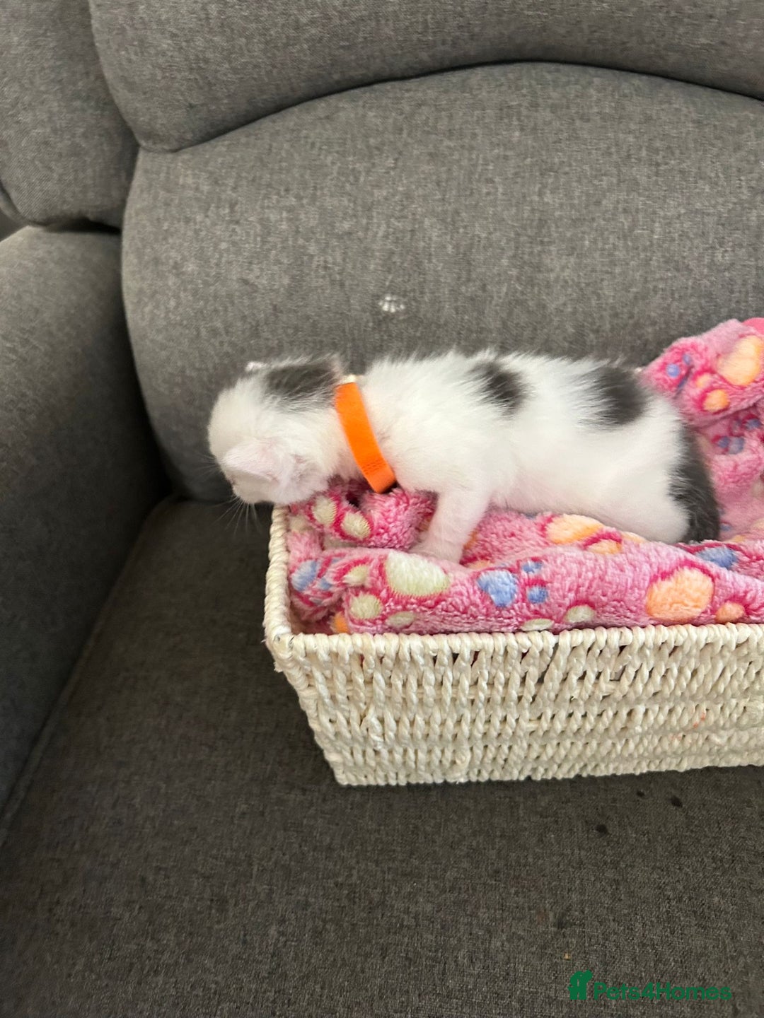 Mixed Breed cats for sale: Beautiful kittens 3 girls 1 boy  - Image 11