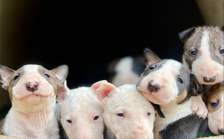 English Bull Terrier dogs - Advert 8