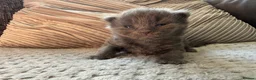 Mixed Breed cats for sale: ✨🐾Stunning domestic long haired kittens  - Advert 3