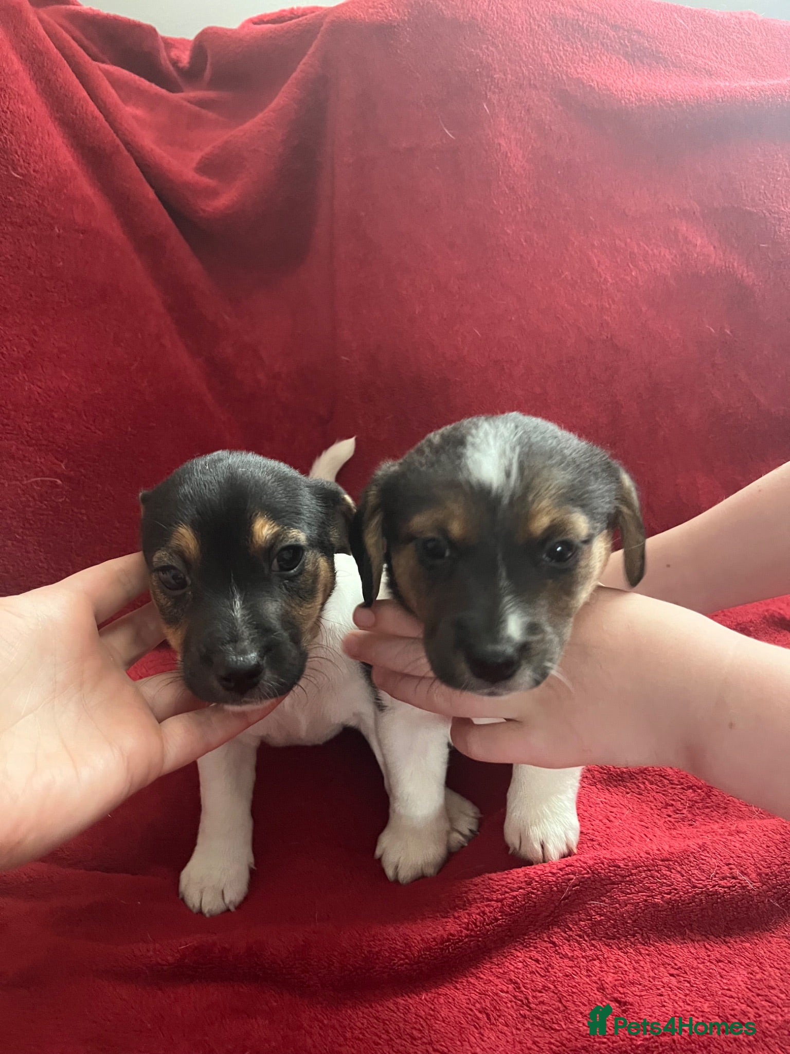 Jack Russell dogs Tri Coloured Jack Russell Puppies - Advert 10