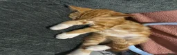 Mixed Breed cats for sale: Gorgeous ginger and white boy - Advert 2