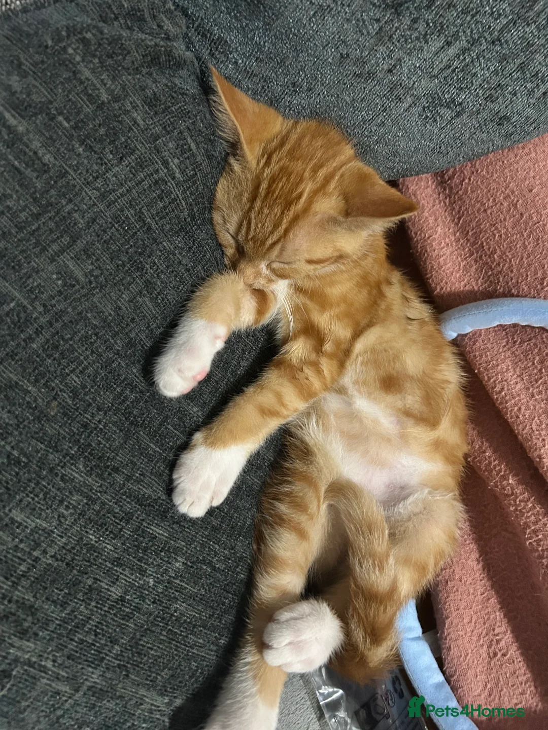 Mixed Breed cats for sale: Gorgeous ginger and white boy - Advert 2