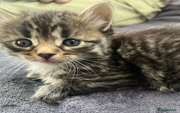 Egyptian Mau cats for sale: Egyptian mau x - Image 27