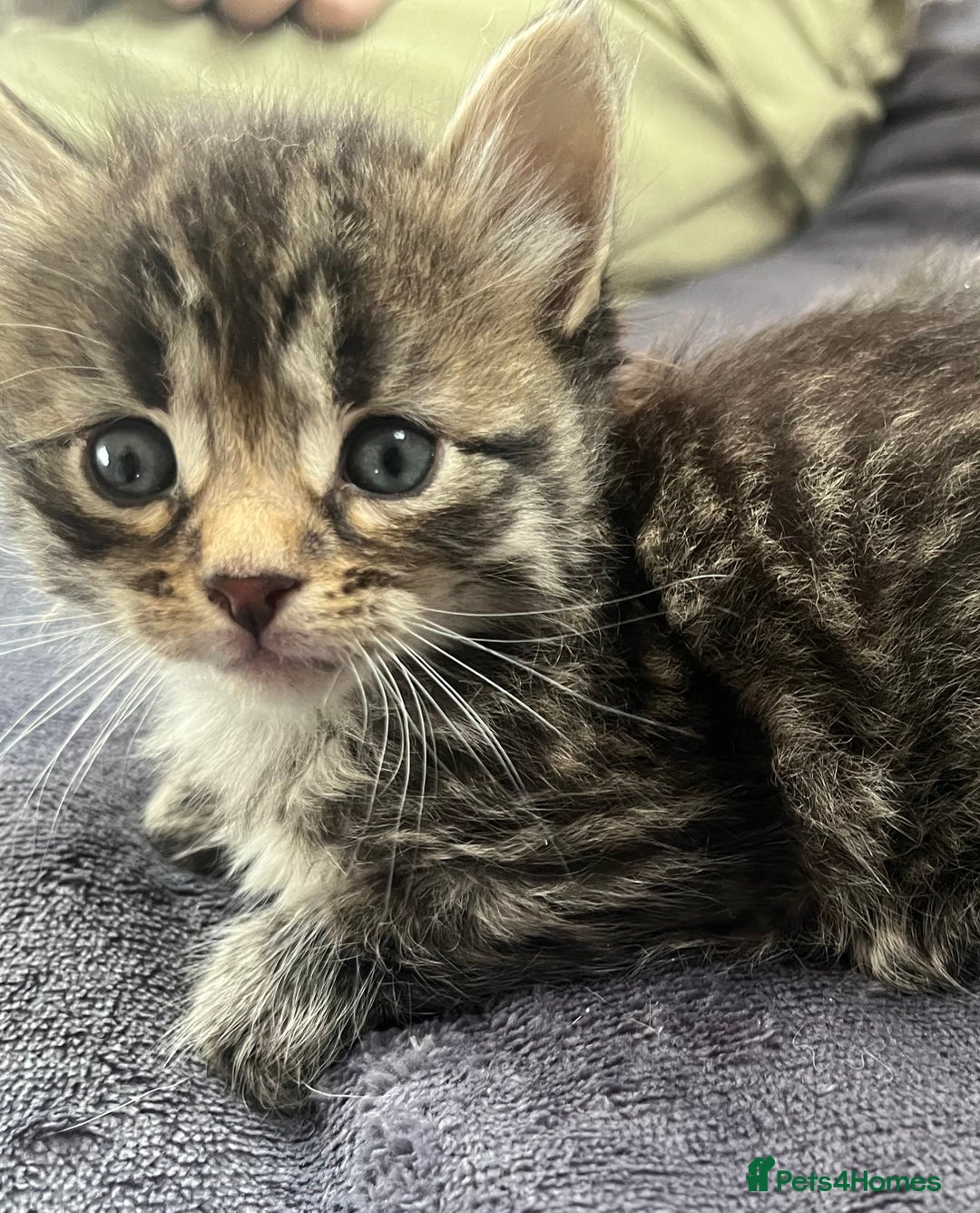 Egyptian Mau cats for sale: Egyptian mau x - Image 27