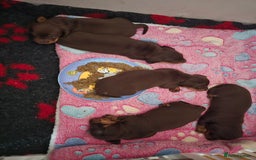 Miniature Dachshund dogs for sale: Miniature Dachshund Smooth - Image 8