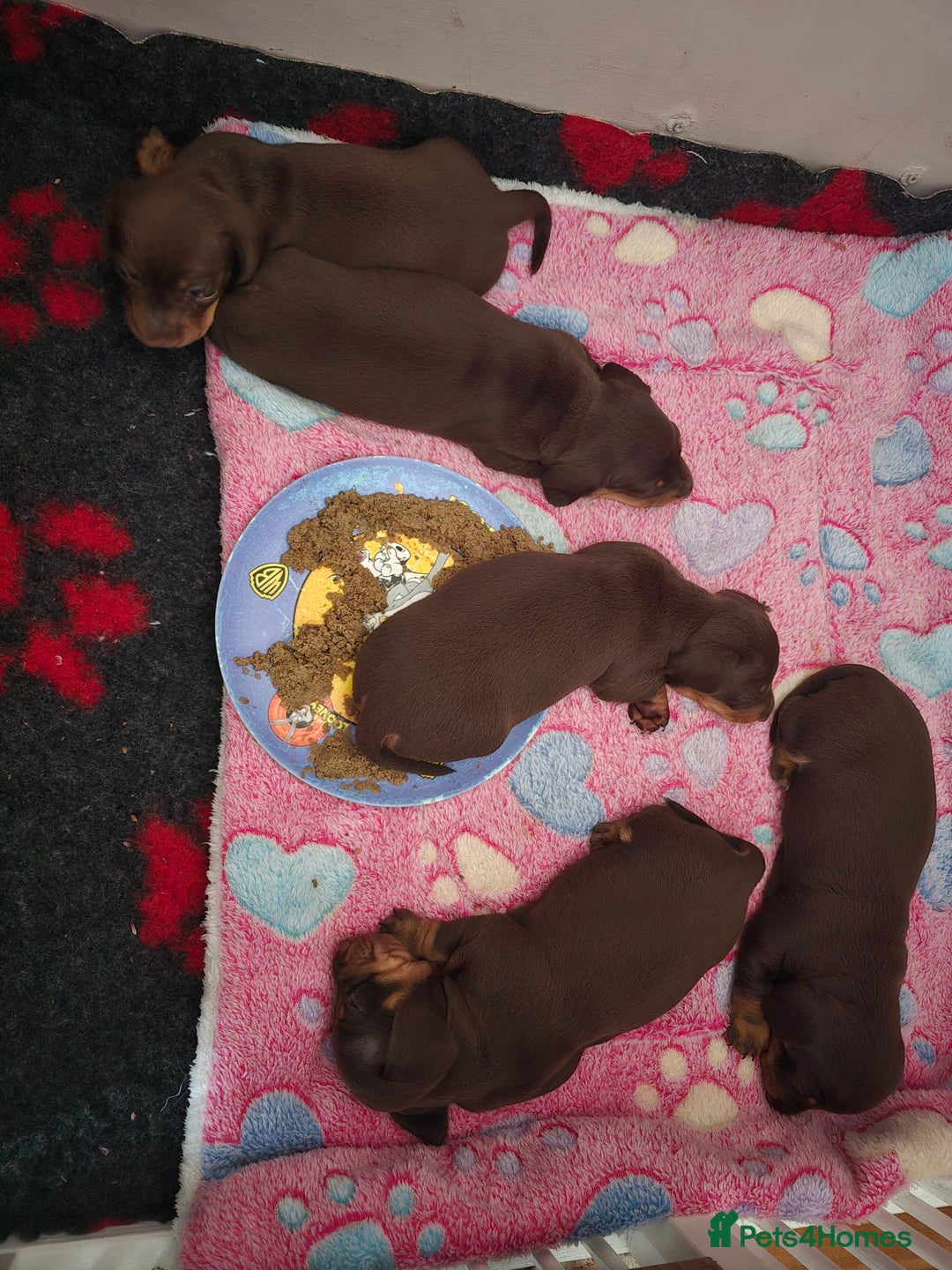 Miniature Dachshund dogs for sale: Miniature Dachshund Smooth - Image 8