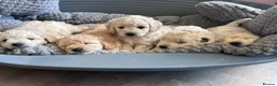 Cockapoo dogs for sale: Our little beauties in York - Advert 15