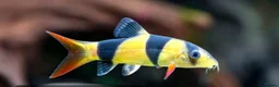 Other/Mixed Breed fish for sale: VARIOUS TROPICAL FISH  in Manchester - Advert 1