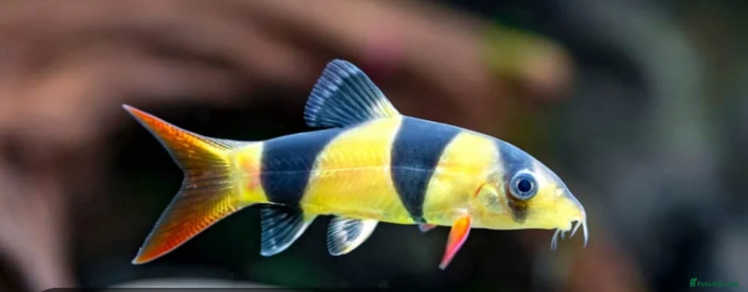 Other/Mixed Breed fish for sale: VARIOUS TROPICAL FISH  in Manchester - Advert 1
