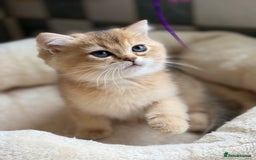 British Shorthair cats for sale: GCCF reg BSH Chocolate and Black Golden Kittens in London - Image 22