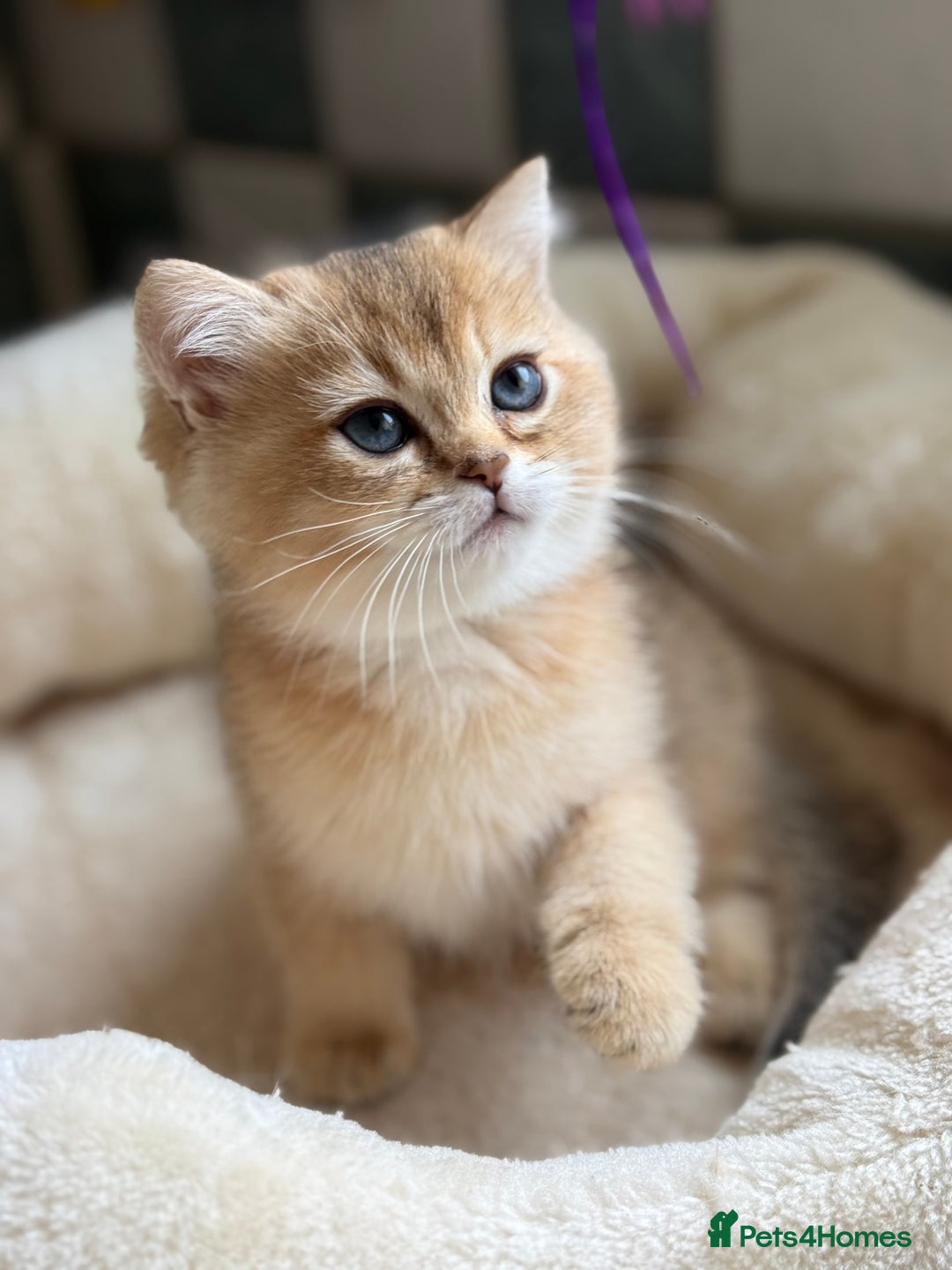 British Shorthair cats for sale: GCCF reg BSH Chocolate and Black Golden Kittens in London - Image 22
