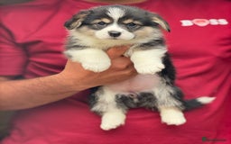 Welsh Corgi Pembroke dogs for sale:  Corgi Pembroke puppies available to loving homes - Image 5