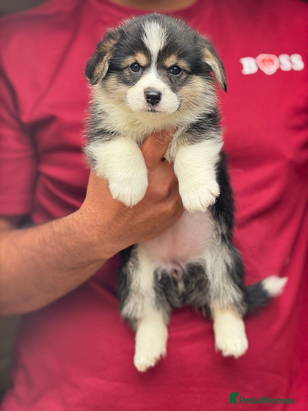 Welsh Corgi Pembroke dogs for sale:  Corgi Pembroke puppies available to loving homes - Image 5