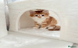 Mixed Breed cats for sale: Kitten and cat both available  - Image 1